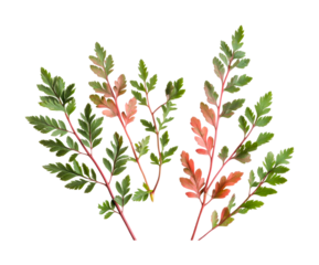 Vibrant green and red fern leaves with detailed texture, cut out