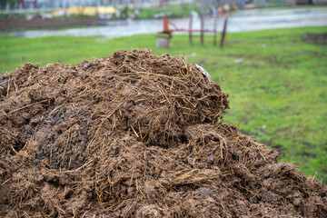 Pile of manure with straw in a rural field near water and farm equipment. Close up of manure heap...