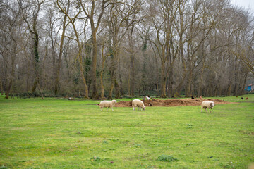 Sheep grazing in grassy field with chickens and forested background. Pastoral scene with sheep in a meadow. Green pasture with trees. Farm life, livestock, agriculture and animal concept