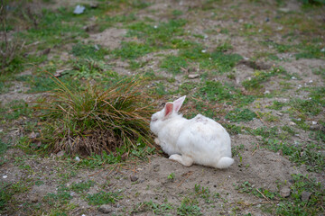 White rabbit with pink eyes sitting on green grass in natural field environment. Cute rabbit with brown spots and long ears. Wildlife, animal life and habitat concept
