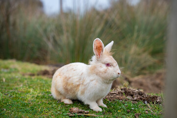 White rabbit with pink eyes sitting on green grass in natural field environment. Cute rabbit with brown spots and long ears. Wildlife, animal life and habitat concept