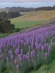 Fototapeta premium Purple Flowers Bloom on Rolling Green Hills at Dusk in Nature