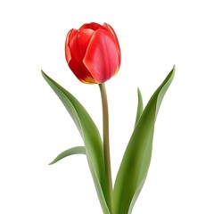 Naklejka premium Tulip Flower isolated on white background.close up.