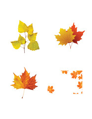 Editable Leaves design (2)