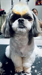 Shih Tzu dog with orange cap on head sits on black after grooming with short haircut and long ears. hygiene. front view. grooming salon