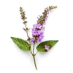 Vervain Flower isolated on white background.close up.