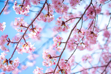 Obraz premium 河津桜と空