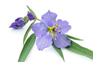 Naklejka premium Virginia Spiderwort Flower isolated on white background.close up.