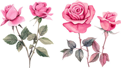 bouquet of pink roses