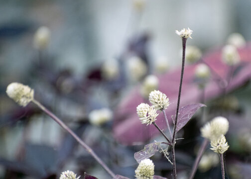 Ruby leaf of Alternanthera brasiliana, also known as large purple alternanthera, metal weed, or bloodleaf.