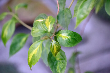 Bougainvillea leaves showcasing their vibrant green color and natural beauty.