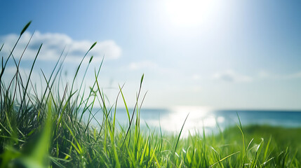 Fototapeta premium Fresh green grass illuminated by sunlight on a bright sunny day, with a serene sea in the background, perfect for nature and landscape themes.