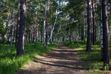 A road in the forest on a summer day. A quiet place for walks in the fresh air away from the bustle...