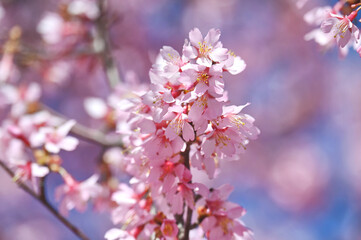Pink cherry trees in blossom