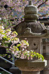 鎌倉2503　甘縄神明神社7　桜