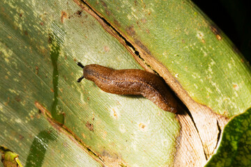 Lesma andando sobre superfície de folha de planta nativa da Mata Atlântica.  © Luiz Leite
