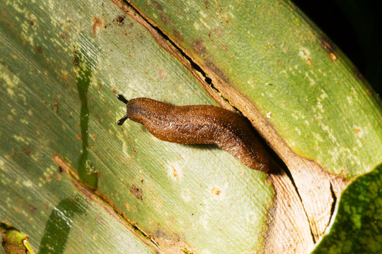 Lesma andando sobre superf&iacute;cie de folha de planta nativa da Mata Atl&acirc;ntica. 