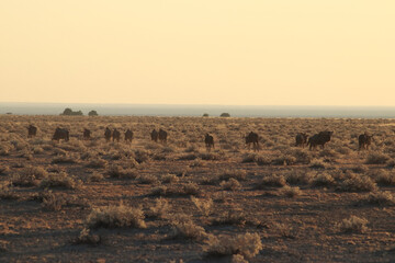 Wildebeests at Dawn