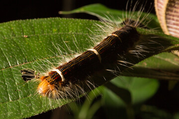 Lagarta peluda de cor branca e vermelha sobre planta e terra. 