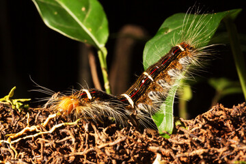Lagarta peluda de cor branca e vermelha sobre planta e terra. 