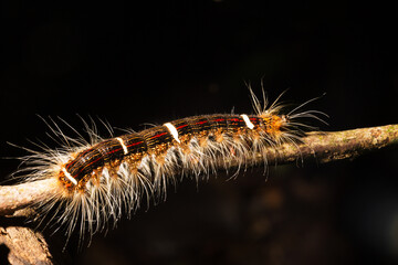 Lagarta peluda de cor branca e vermelha sobre planta e terra. 