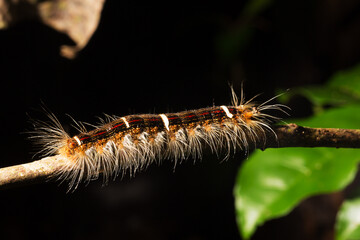 Lagarta peluda de cor branca e vermelha sobre planta e terra. 