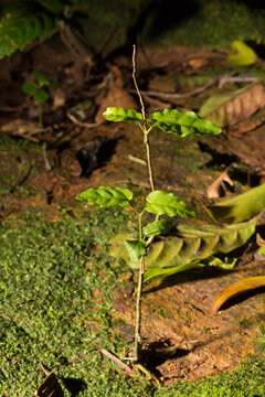 Planta crescendo no lodo de floresta humilda. 