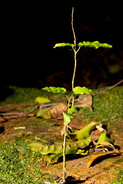 Planta crescendo no lodo de floresta humilda. 