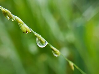 green grass with dew drops