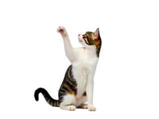 Domestic cat scratching isolated on white background Playful Cat Raising Paw on White Background – Cute Pet


