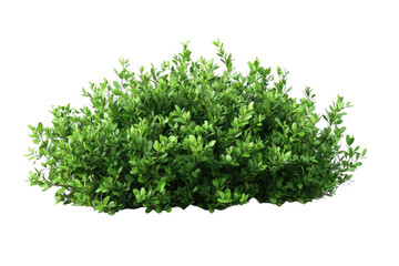 Fototapeta premium Lush Green Bush with Garden Shrub, and Landscape Plant.