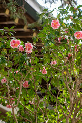 鎌倉2503　妙本寺4　椿