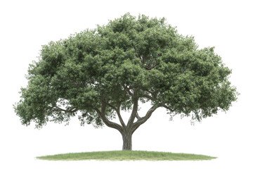Obraz premium Majestic Oak Tree with Green Leaves, and Nature.