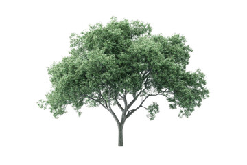 Obraz premium Isolated leafy tree.