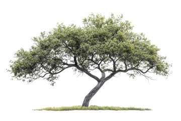 Fototapeta premium Majestic Olive Tree with Nature, Landscape, and Isolated.