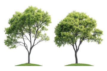 Obraz premium Two Trees Cutout. (1)