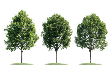 Obraz premium Three Trees on Black.