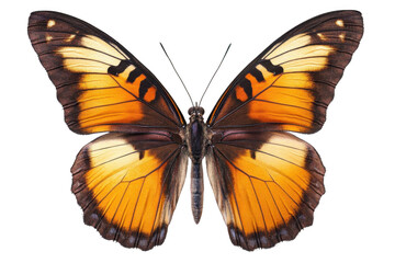 Fototapeta premium Orange Butterfly Wings with Insect Macro, and Nature.