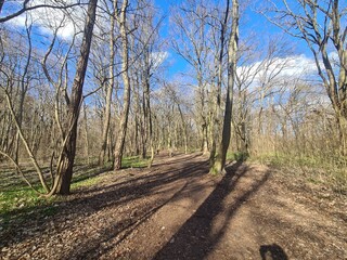 Obraz premium Naturpfad im Plänterwald - Berlin Treptow