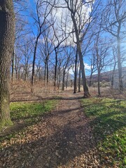 Naturpfad im Plänterwald - Berlin Treptow