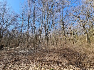 der Plänterwald in Berlin Treptow, an einem sonnigen Frühlingstag