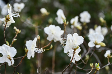 Obraz premium シロバナゲンカイツツジ