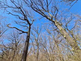 Bäume im Plänterwald, an einem sonnigen Frühlingstag - Berlin Treptow
