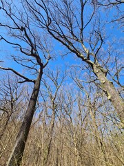 Bäume im Plänterwald, an einem sonnigen Frühlingstag - Berlin Treptow