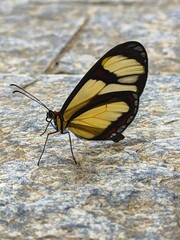 Obraz premium butterfly on the ground