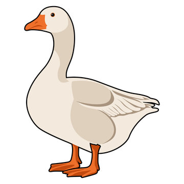 beautiful standing white duck 