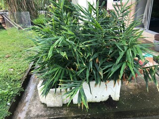 Ginger plants in stryrofoam boxes, arranged neatly, background home garden, sustainable urban farming, small scale ginger cultivation, growing vegetables at home, concrete pathway, side of house, 