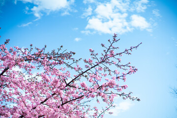 河津桜と空