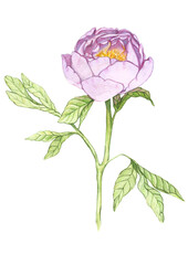 pink rose isolated on white