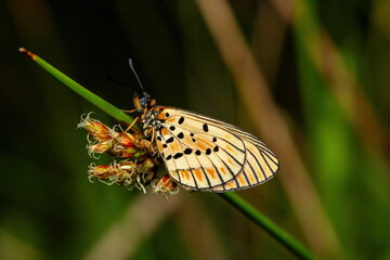 A beautiful marsh acraea (Telchinia rahira) displaying its beautiful colors in the wild in KwaZulu-Natal, South Africa